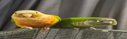Conures birds for sale: Bonded Pair of Conures Tamed - Advert 5