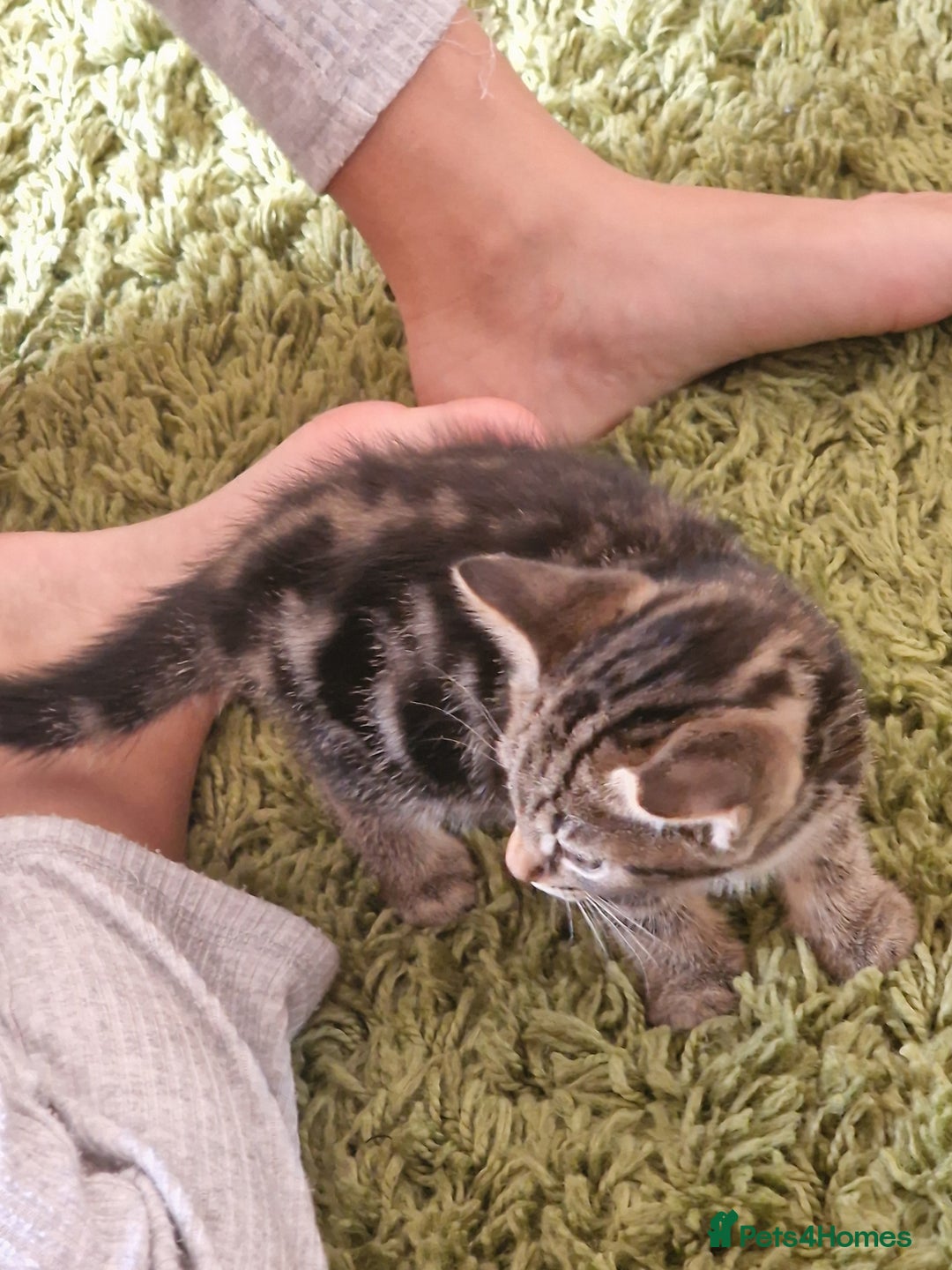 Mixed Breed cats for sale: Kittens - Image 13