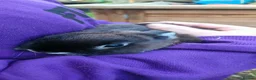 Netherland Dwarf rabbits for sale: Cute, diddy, young Netherland Dwarves 2girls 1 boy in Bury - Advert 12