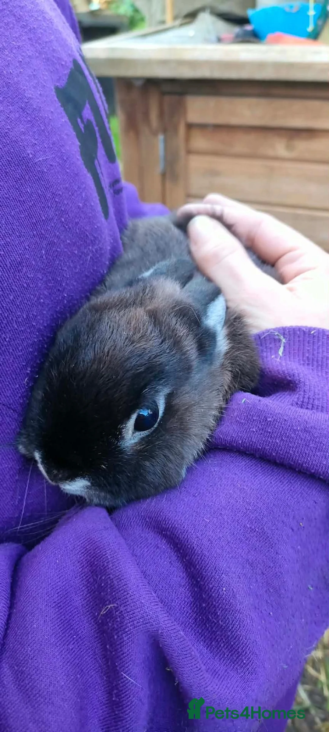 Netherland Dwarf rabbits for sale: Cute, diddy, young Netherland Dwarves 2girls 1 boy in Bury - Advert 12