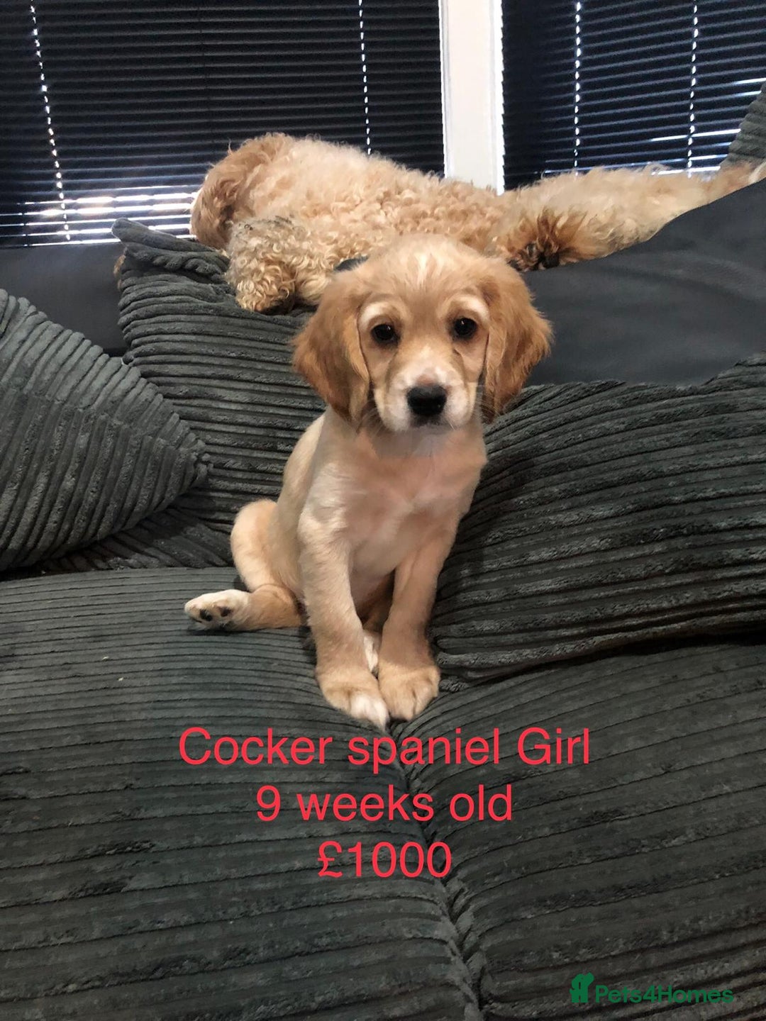 Cockapoo dogs for sale: Cockapoo  - Image 3