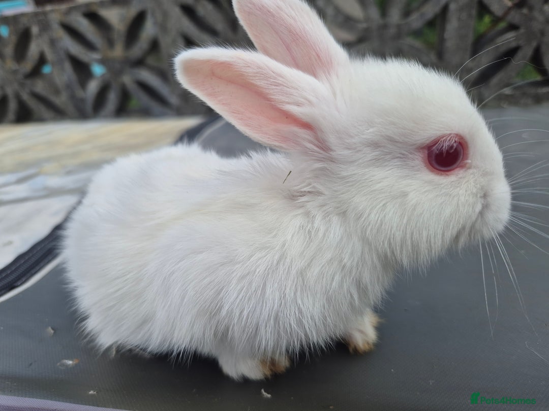 Netherland Dwarf rabbits for sale: 1x9 week male rabbit - Image 3