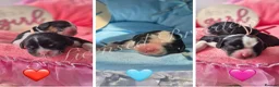 Cavalier King Charles Spaniel dogs for sale: KC CAVALIER KING CHARLES SPANIELS❤️ - Advert 9