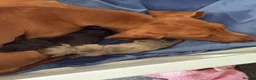 Dachshund dogs for sale: QUAILTY MINI KC Reg PRA CLEAR  - Advert 9