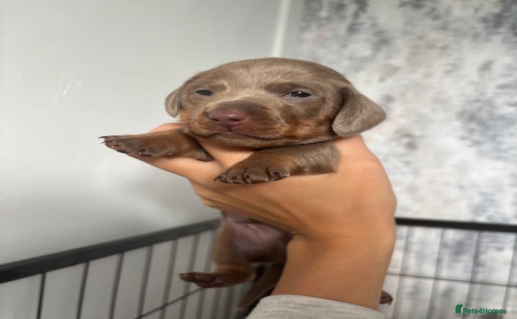 Miniature Dachshund dogs - Advert 7