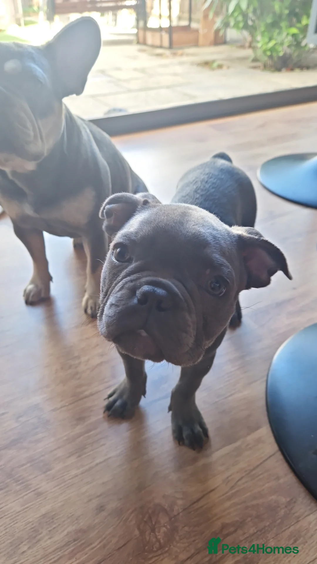 French Bulldog dogs for sale: Blue male French bulldog  - Image 6