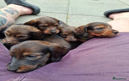 Miniature Dachshund dogs for sale: Miniature Long Dachshund Puppies  - Image 6