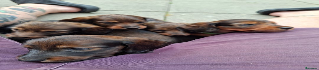 Miniature Dachshund Puppy 5