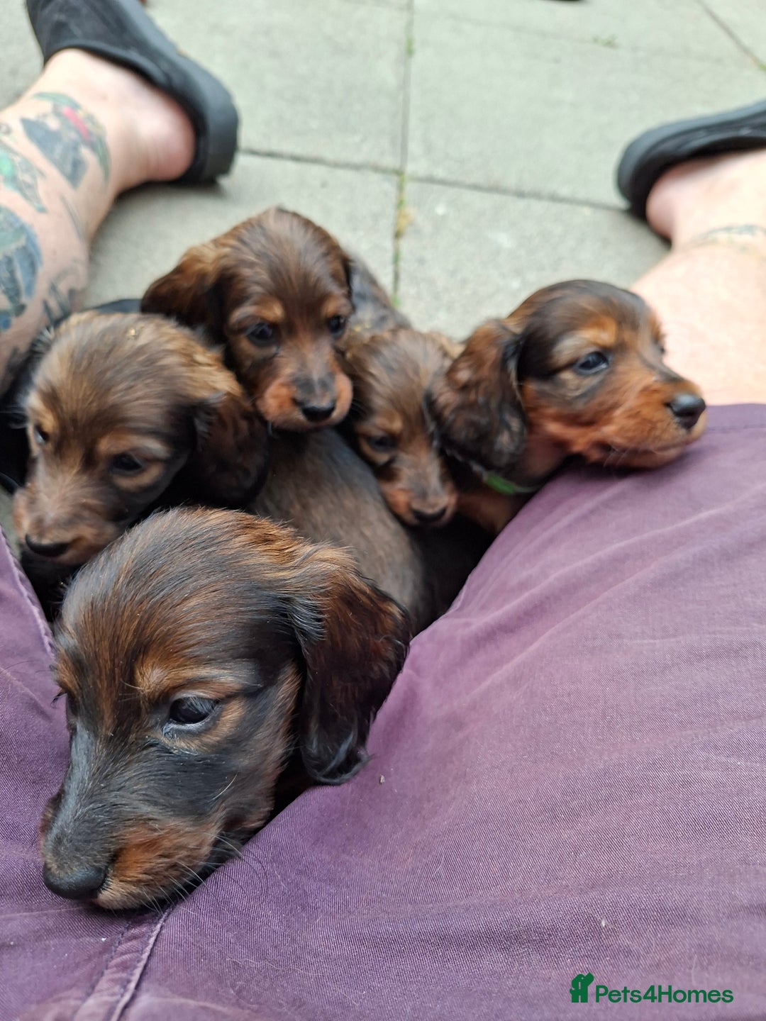 Miniature Dachshund dogs for sale: Miniature Long Dachshund Puppies  - Image 6