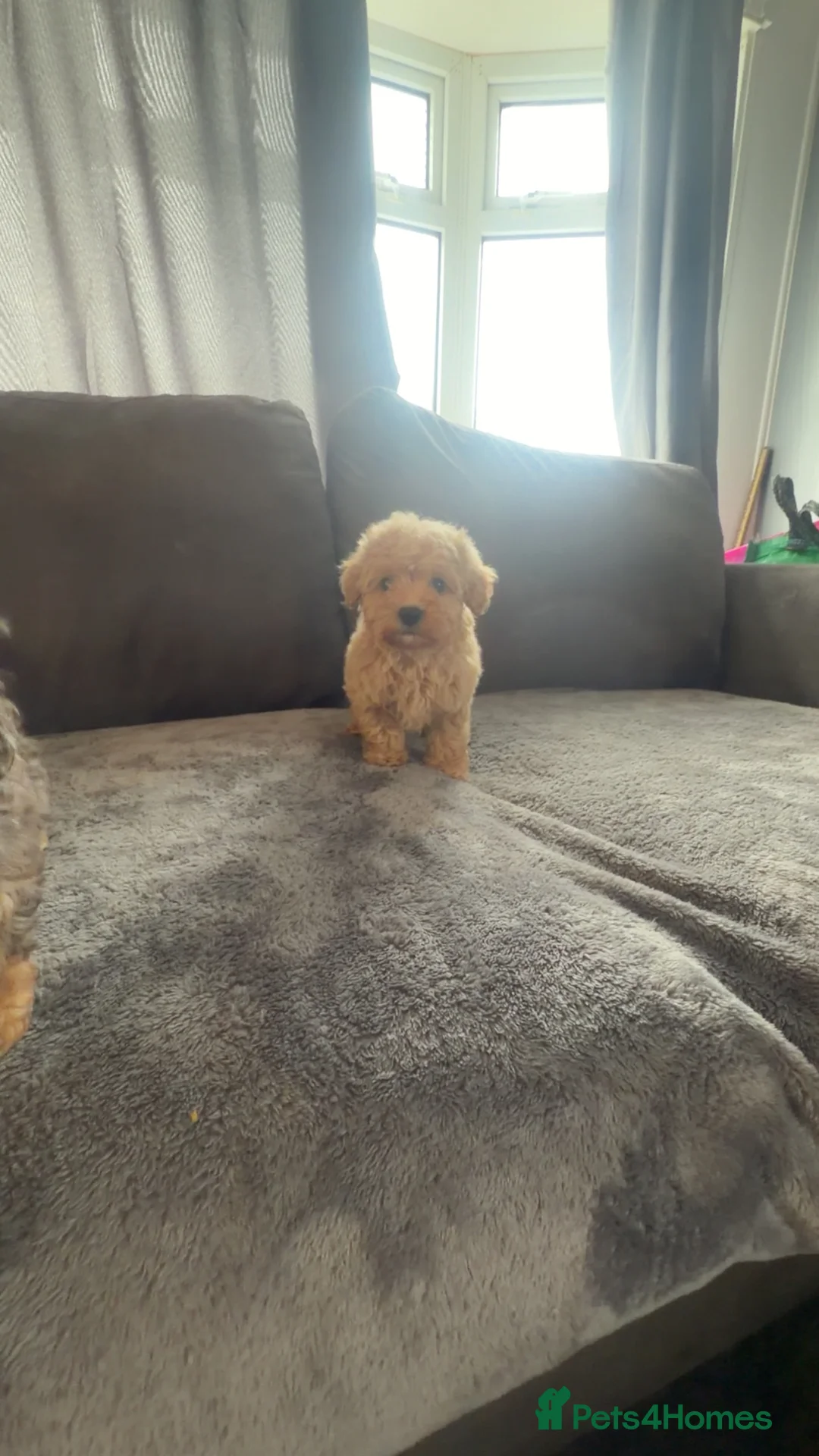 Maltipoo dogs for sale: 4 beautiful Maltipoo  - Advert 3