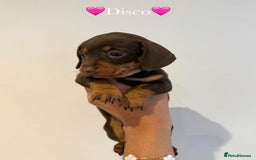 Dachshund dogs for sale: dachshund puppy’s for sale - Image 22