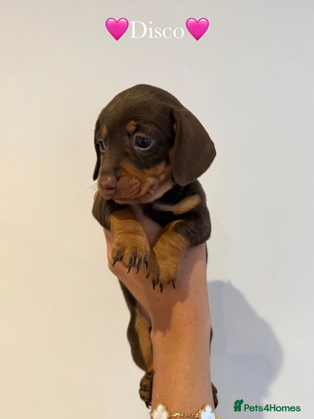 Dachshund dogs for sale: dachshund puppy’s for sale - Image 22