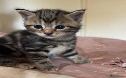 British Shorthair cats for sale: 2 boys one girl for sale  - Image 6