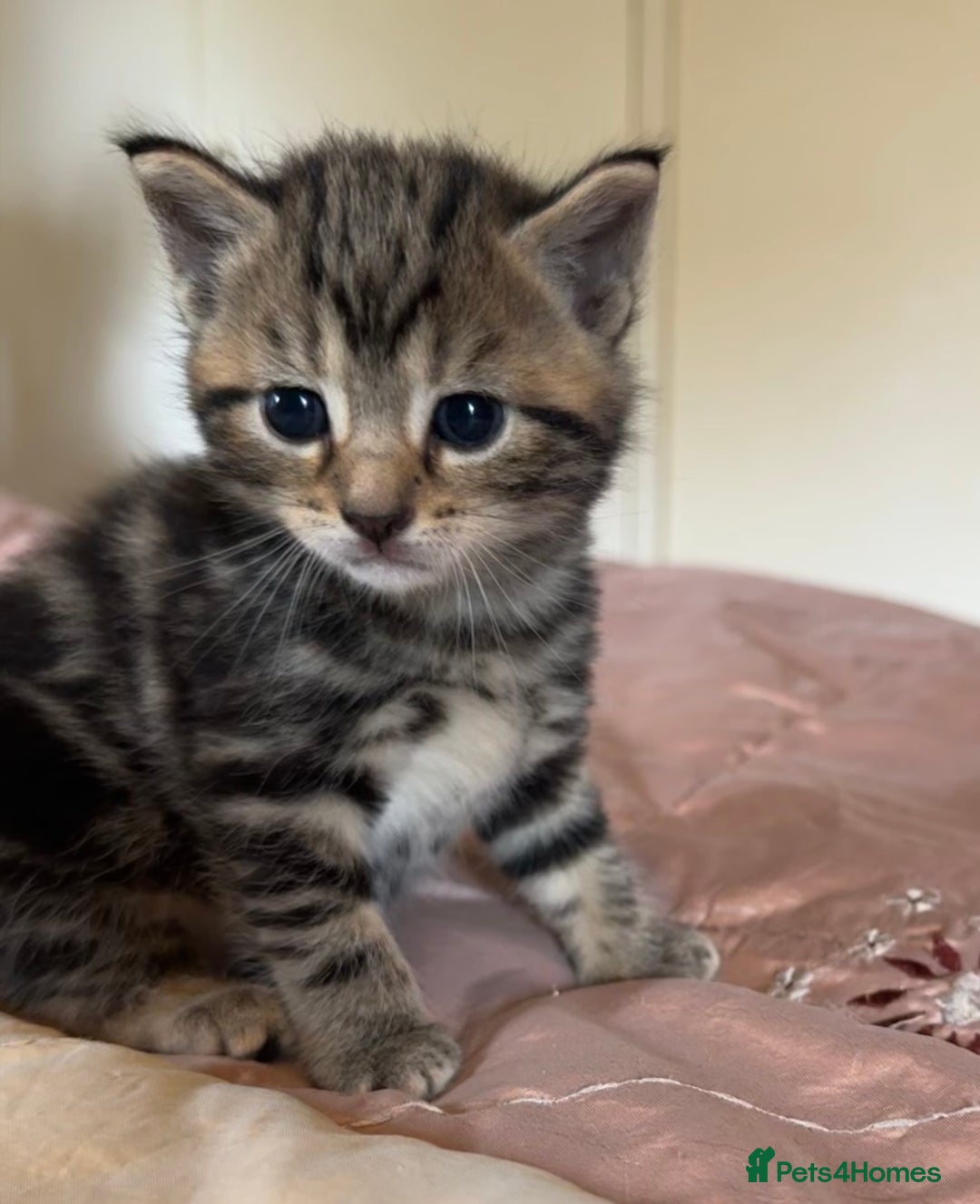 British Shorthair cats for sale: 2 boys one girl for sale  - Image 6