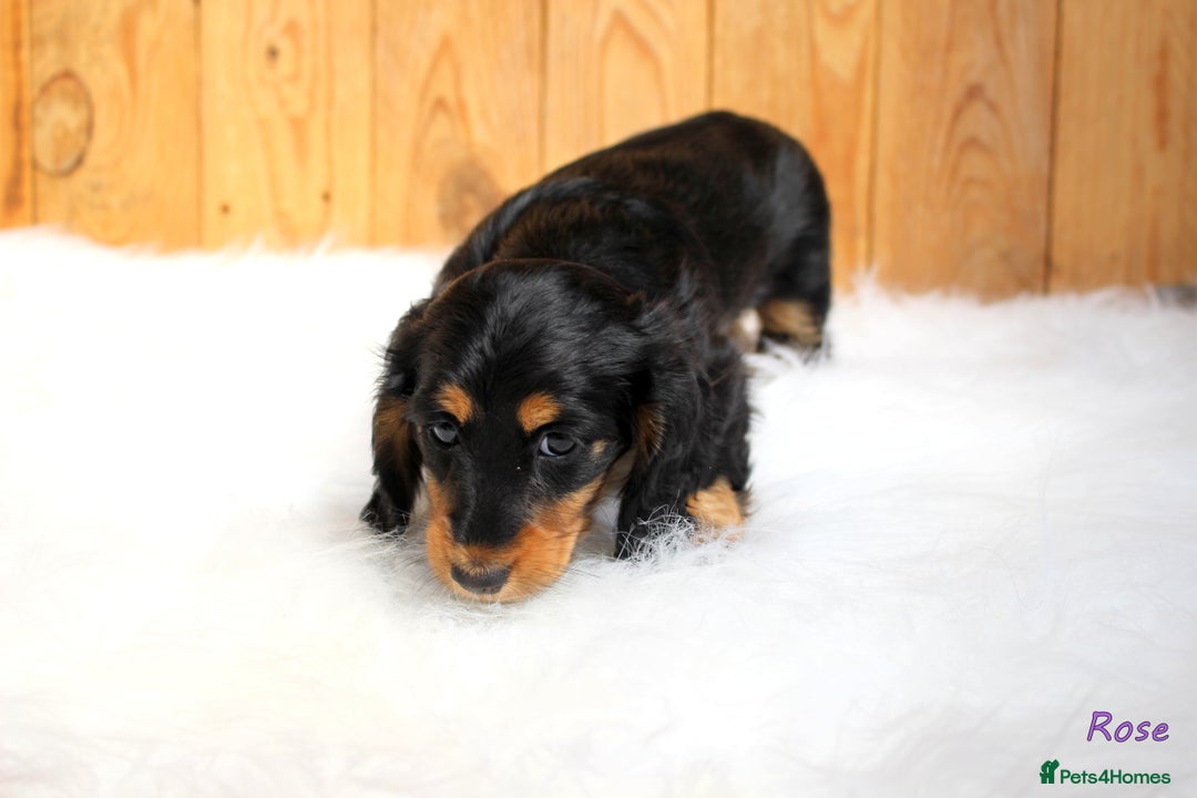 Miniature Dachshund dogs for sale: KC Health tested Licensed breeder 12 years exp - Image 14