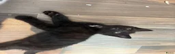 Mixed Breed cats for sale: Kittens - Advert 9