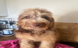 Cockapoo dogs for sale: Beautiful Chocolate and Merle F1 babies - Image 2