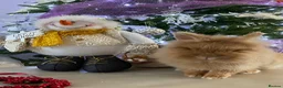 Lionhead rabbits for sale: 2 Beautiful Lionhead rabbits from family home - Advert 9