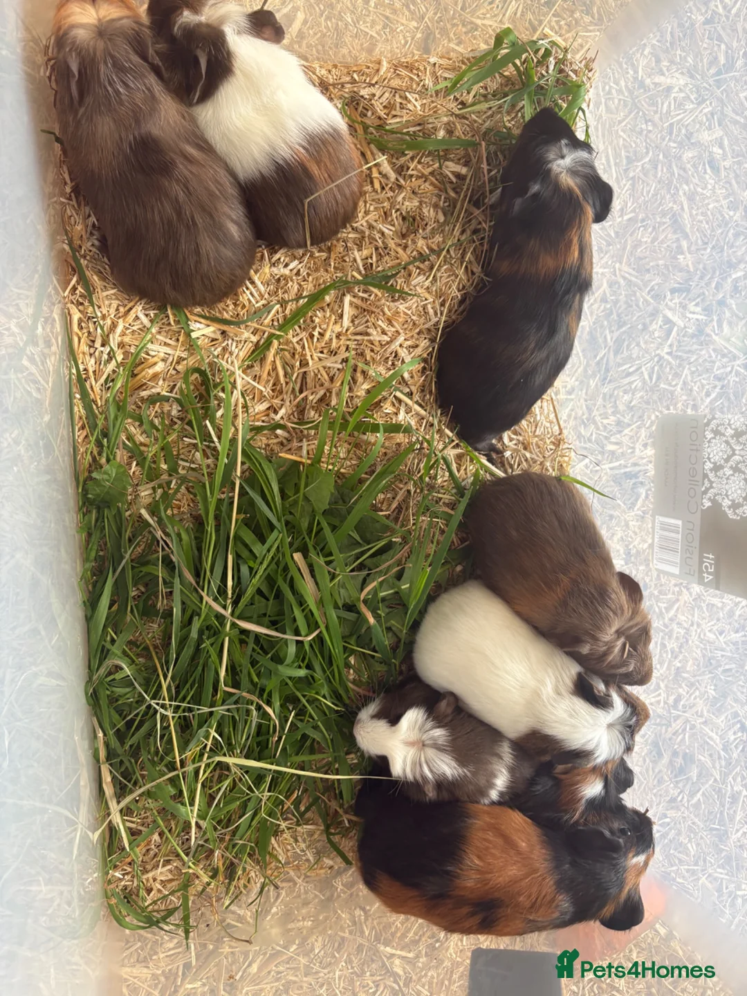 Guinea Pig rodents for sale: Young Male guinea pigs ready to leave soon  - Advert 10