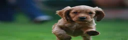 Cocker Spaniel dogs for sale: Gorgeous Working Cocker Spaniel Pups  - Advert 39