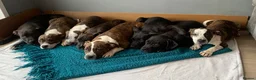 Shorty Bull dogs for sale: JAW-DROPPING POCKET BULLIES – IMPRESSIVE GENETICS  - Advert 8