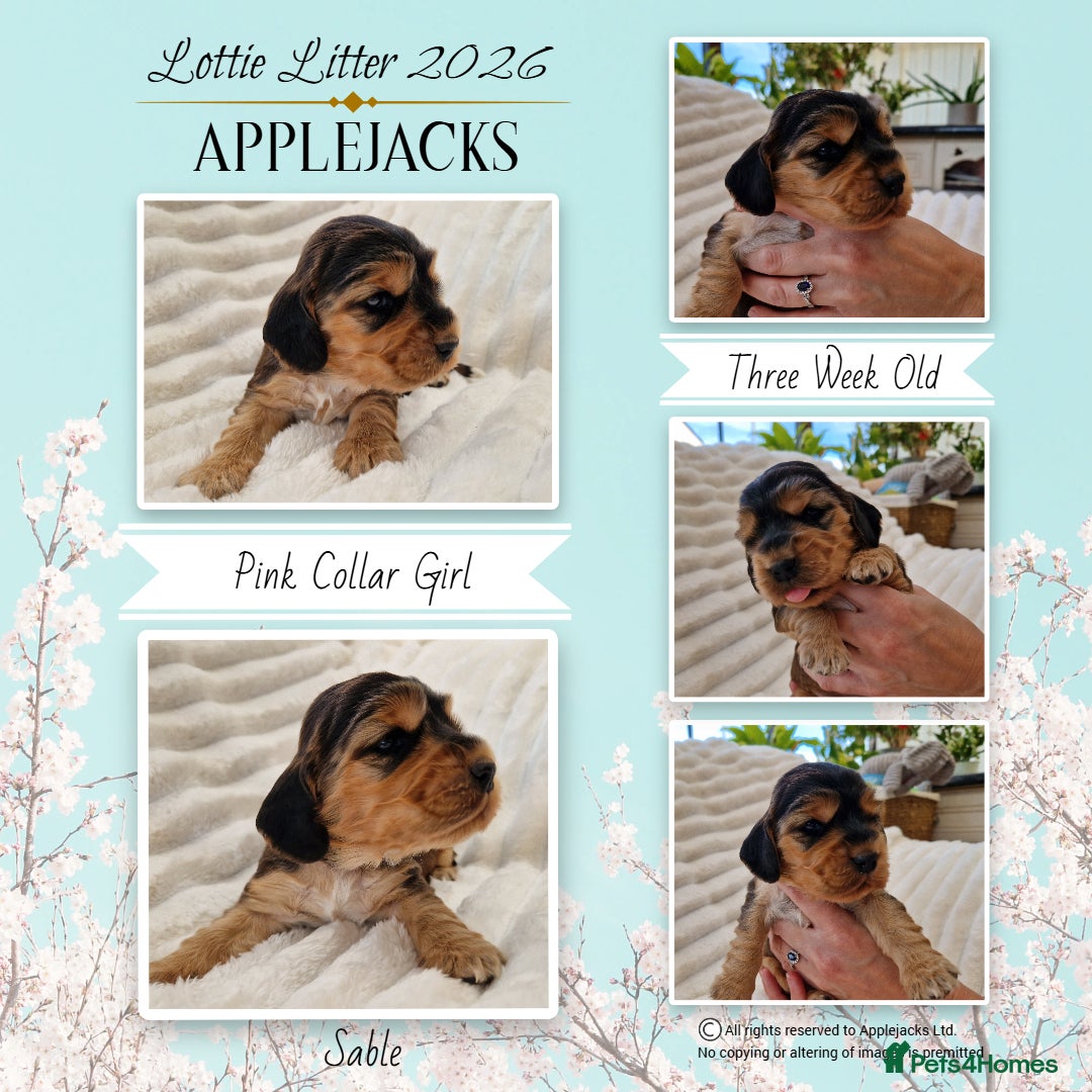 Cocker Spaniel dogs KC Pedigree Show Cocker Spaniel Puppies - Advert 1