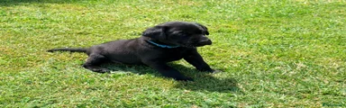 Light Blue Collar Male Puppy