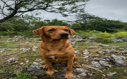 Labrador Retriever dogs for sale: KC Labrador puppies - Advert 2