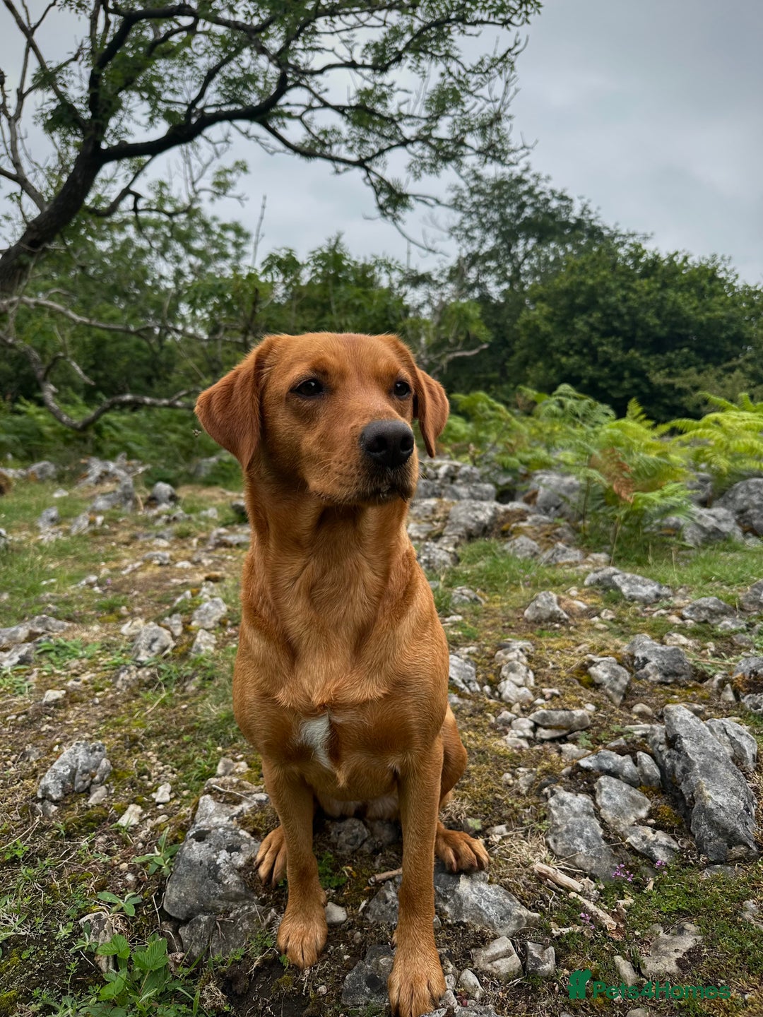 Labrador Retriever dogs for sale: KC Labrador puppies - Advert 2