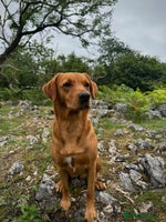 Labrador Retriever dogs KC Labrador puppies - Advert 4