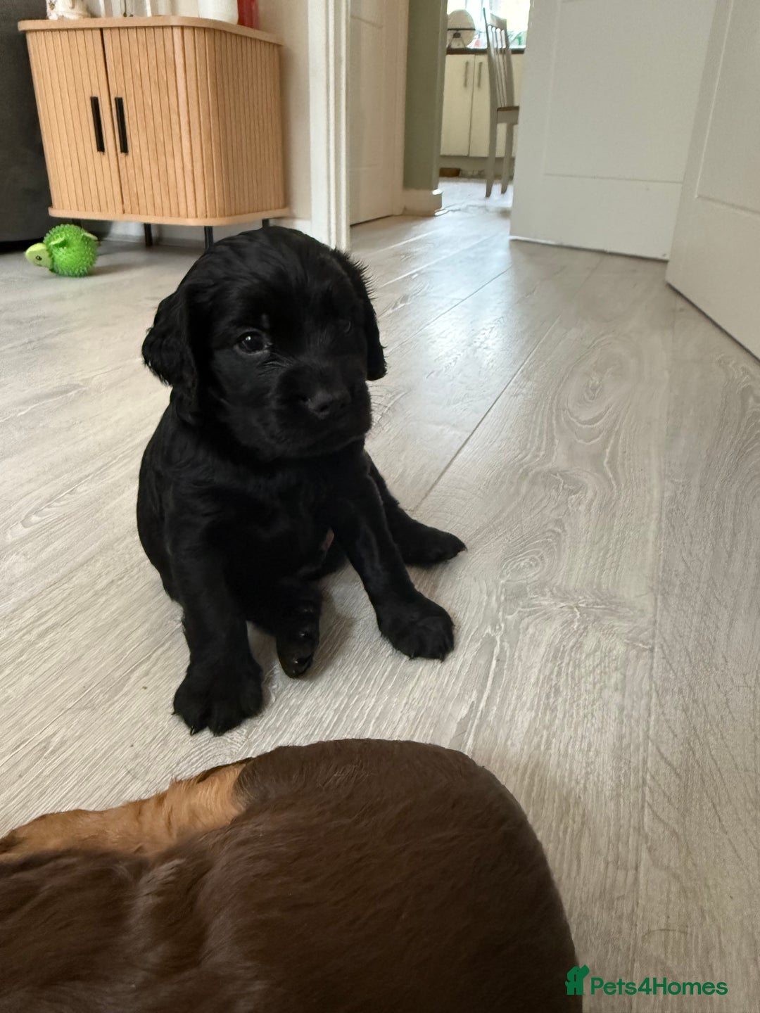 Sprocker dogs for sale: Last gorgeous Sprocker boy remaining  - Image 4