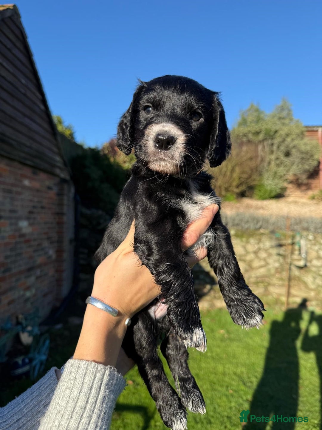 Cocker Spaniel dogs for sale: Working cocker spaniel puppies  - Advert 13