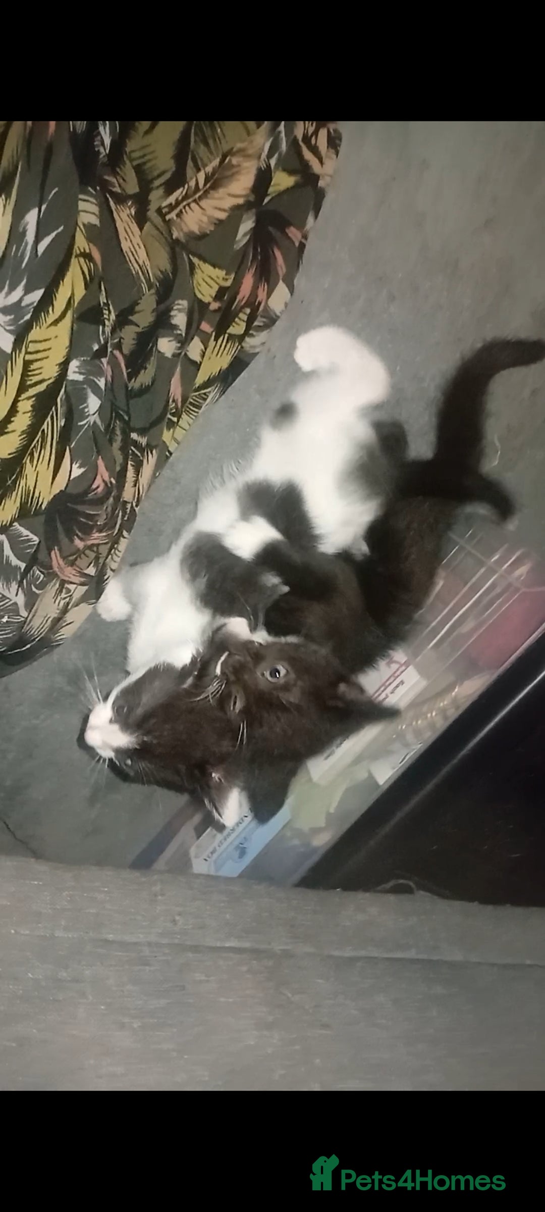 British Shorthair cats for sale: Looks black and white but up close is dark stripes - Image 1