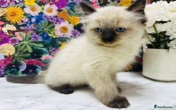 Ragdoll cats for sale: Beautiful Ragdoll Kittens  - Image 23