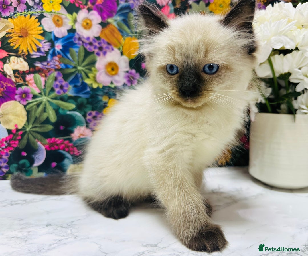 Ragdoll cats for sale: Beautiful Ragdoll Kittens  - Image 23