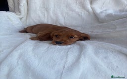 Cocker Spaniel dogs for sale: Gorgeous red cocker spaniels puppies  - Image 8