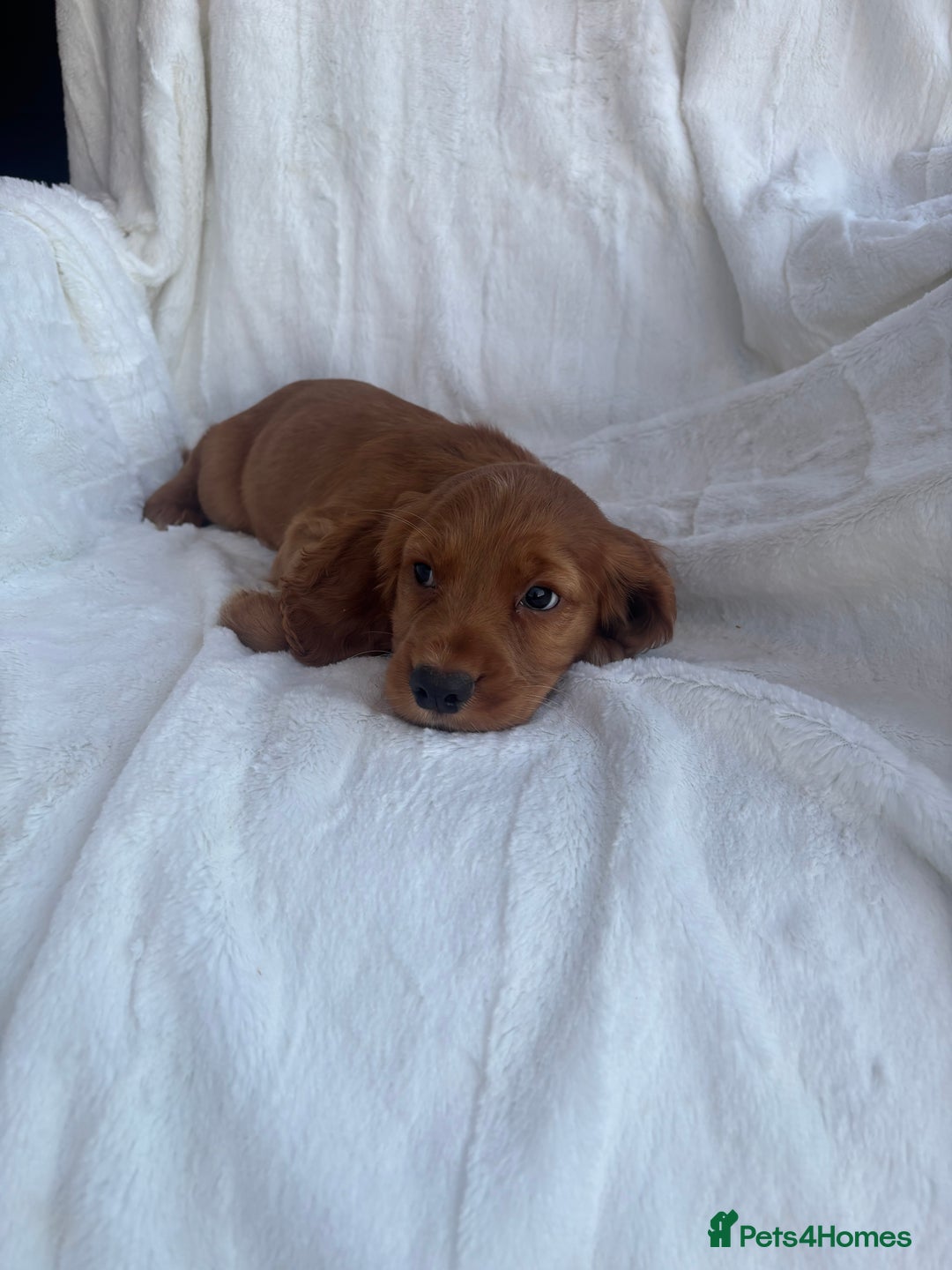 Cocker Spaniel dogs for sale: Gorgeous red cocker spaniels puppies  - Image 8