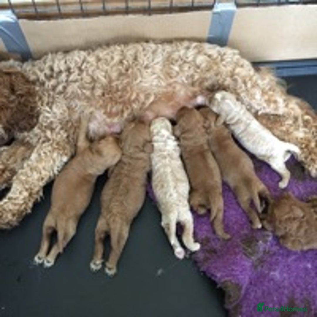 Cavapoo dogs for stud: KC miniature poodle for stud in Alford - Image 6