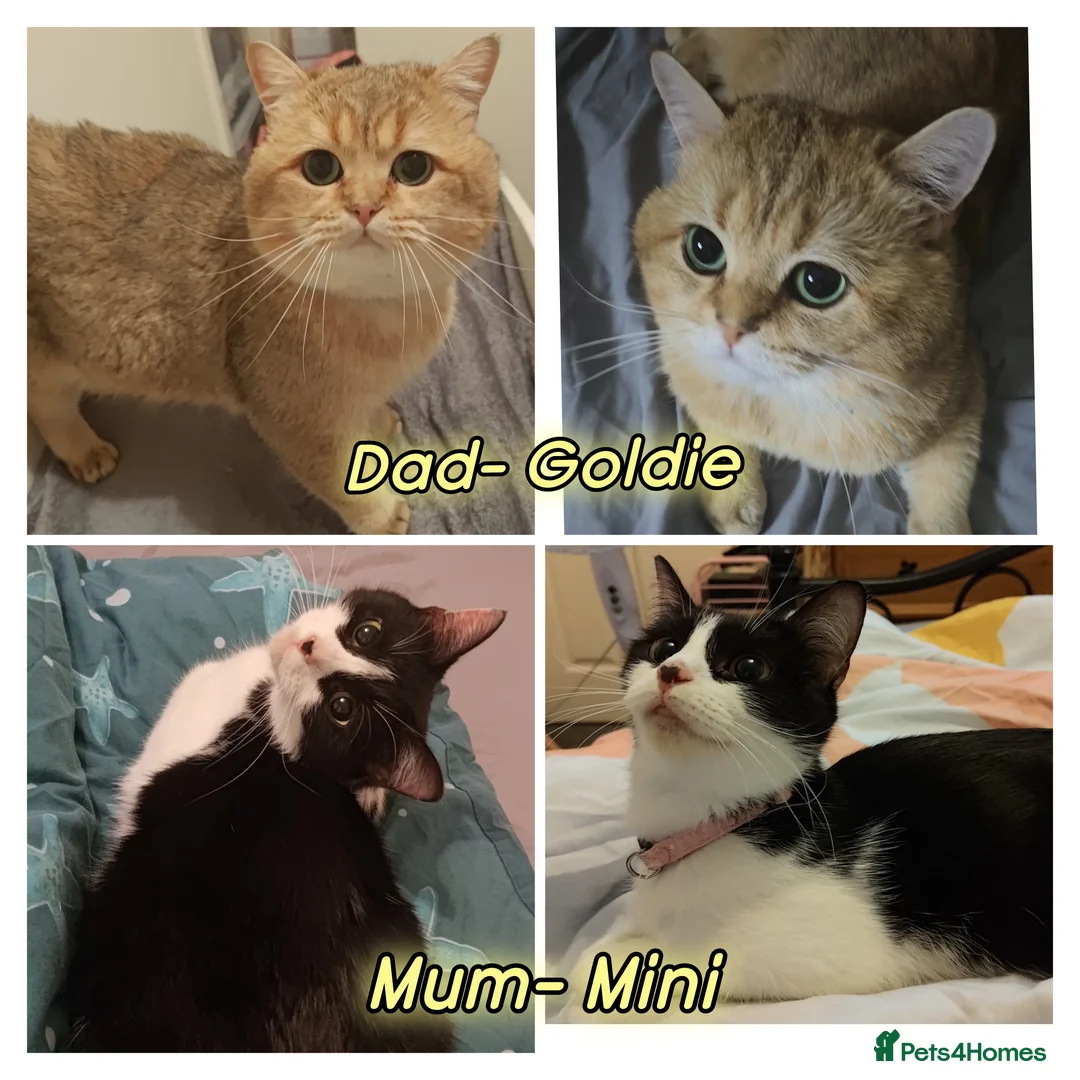Mixed Breed cats for sale: 🐾 Stunning Half British Shorthair Kittens 🐾 in Stoke-on-Trent - Advert 5