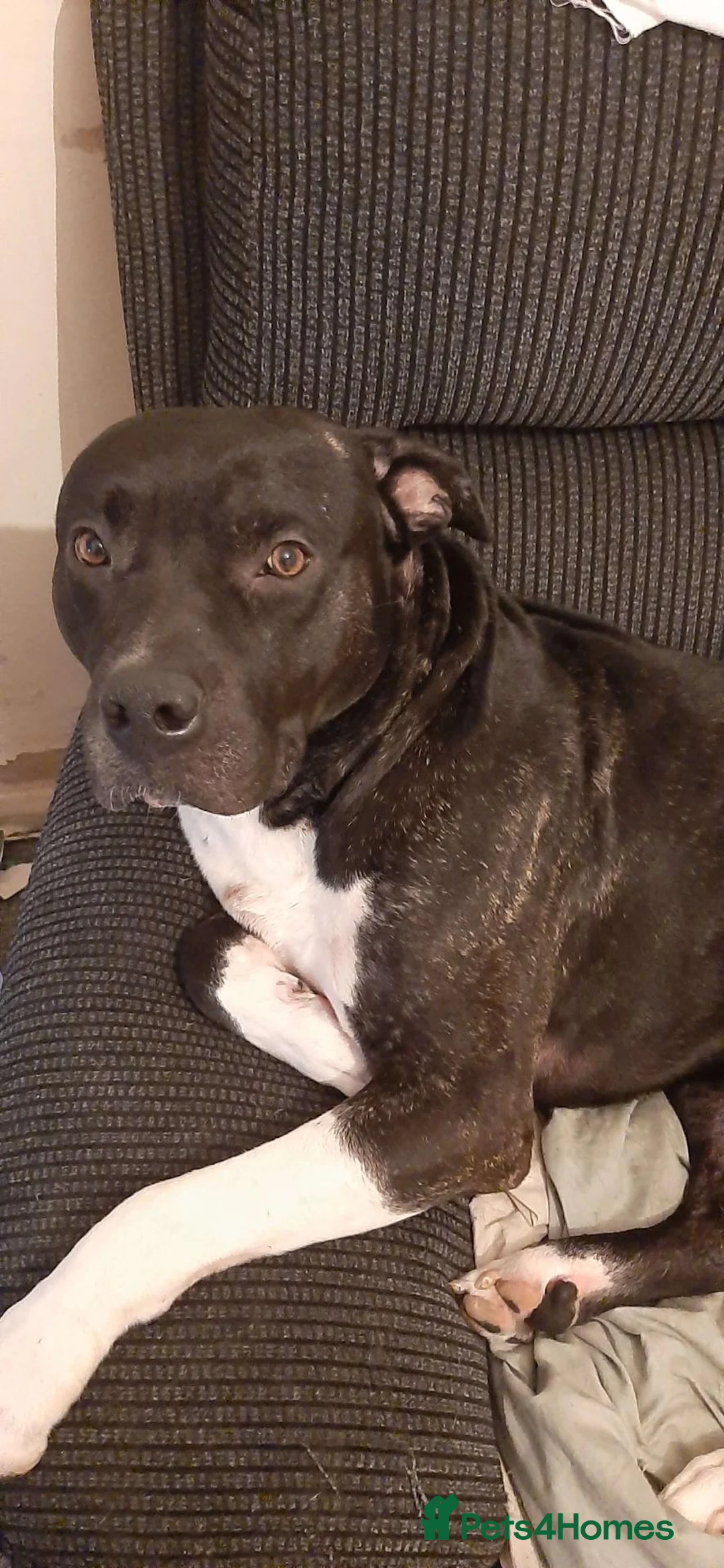 Mixed Breed dogs for sale: Meet Buddy!!! - Advert 1