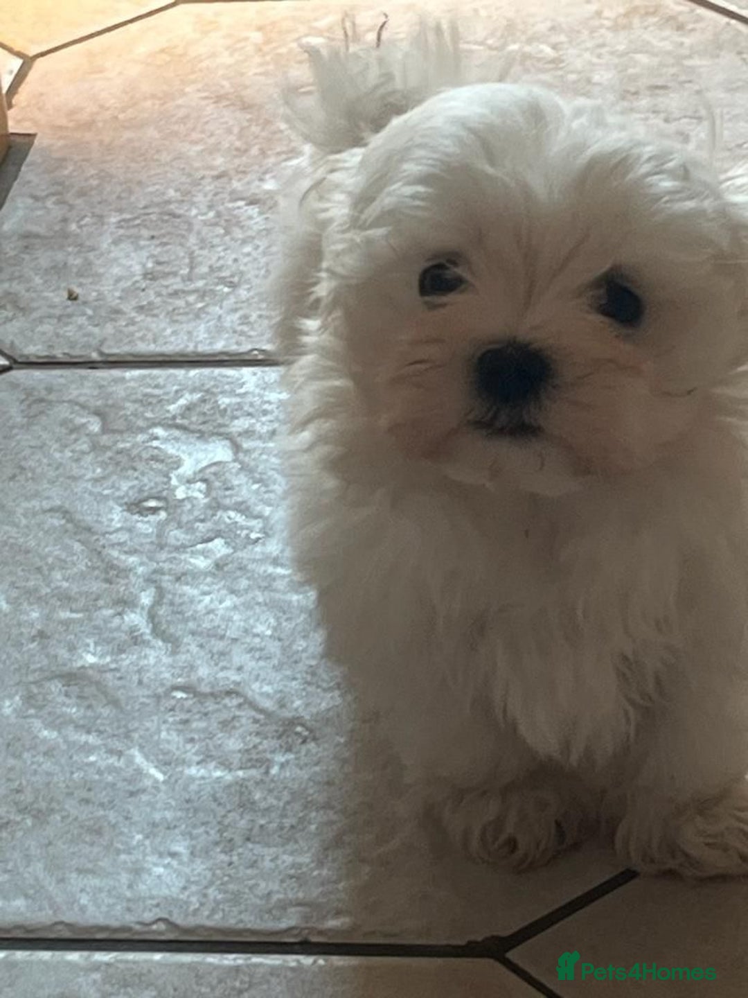Maltese dogs for sale: Kc registered Maltese boys - Image 5