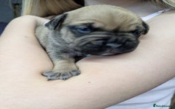 Mixed Breed dogs for sale: Frenchie x staff  - Image 2