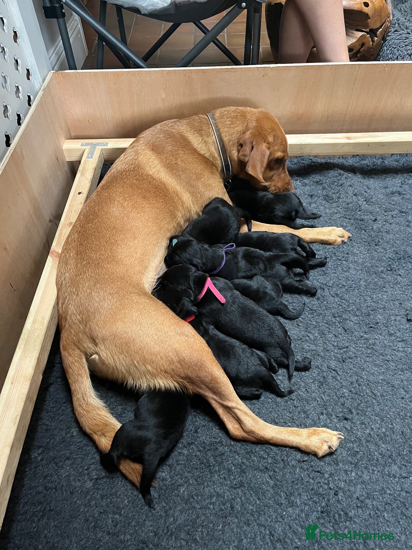 Labrador Retriever dogs for sale: Gorgeous Labrador Boy Puppy Last one - Advert 10