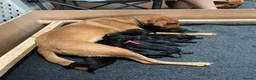 Labrador Retriever dogs for sale: Gorgeous Labrador Boy Puppy Last one in Newton Abbot - Advert 1