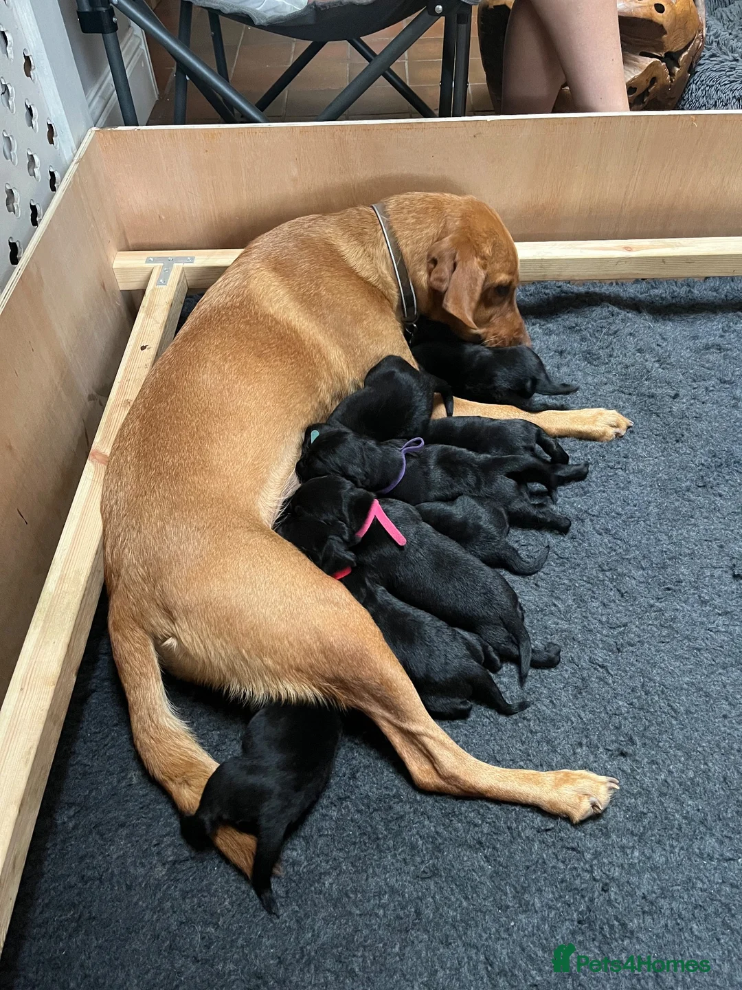 Labrador Retriever dogs for sale: Gorgeous Labrador Boy Puppy Last one in Newton Abbot - Advert 1