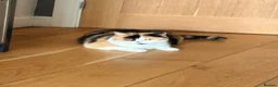 British Shorthair cats for sale:   ❤️Layla❤️ BSH tortie  - Advert 5
