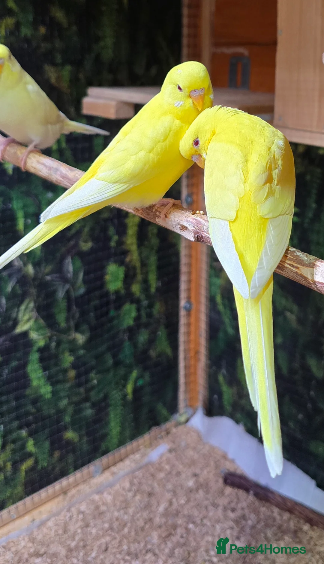 Budgerigars birds for sale: Male budgerigar. Lutino variety. - Advert 11