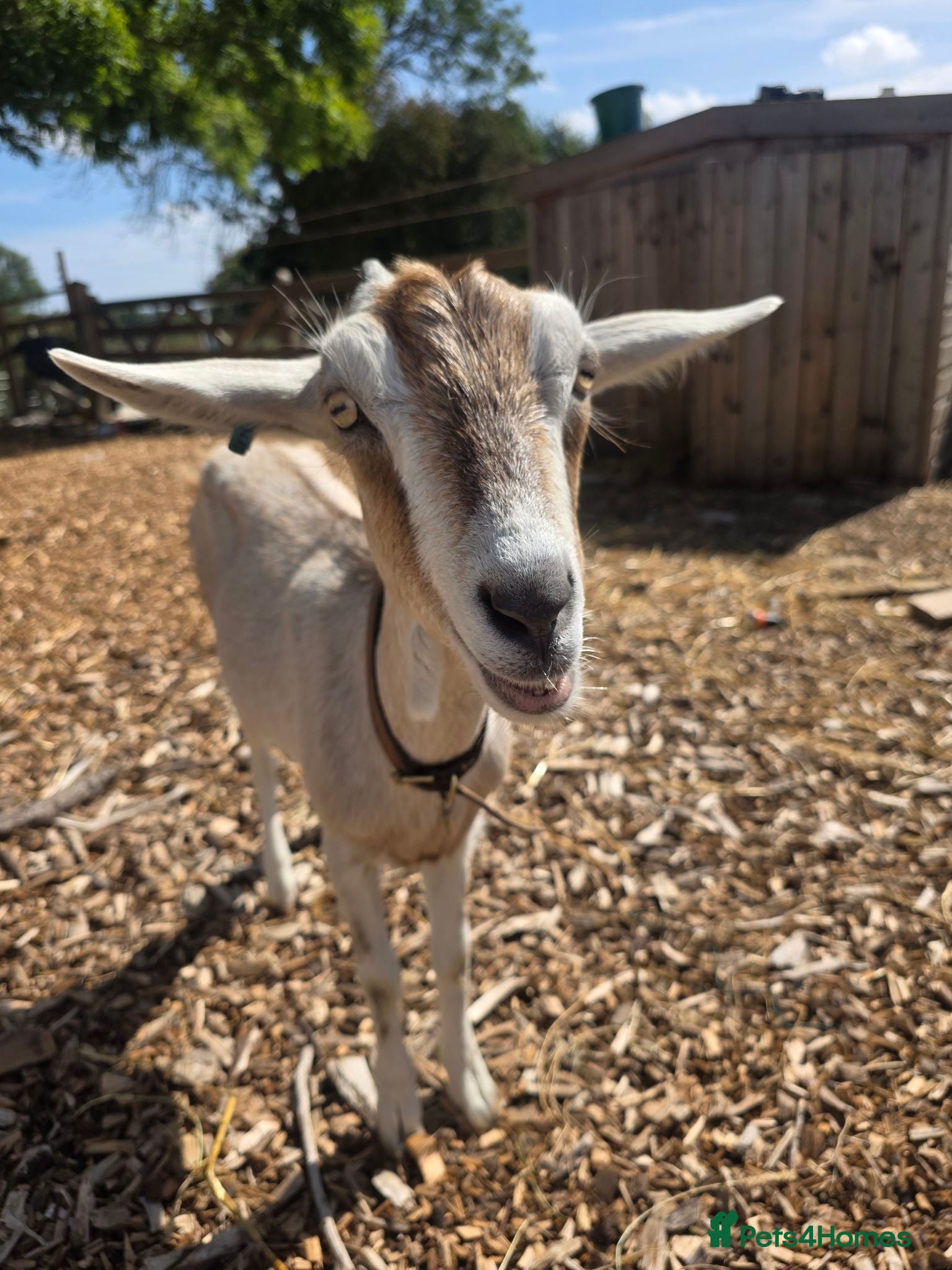 Goats livestock Nubian dairy does - Advert 2