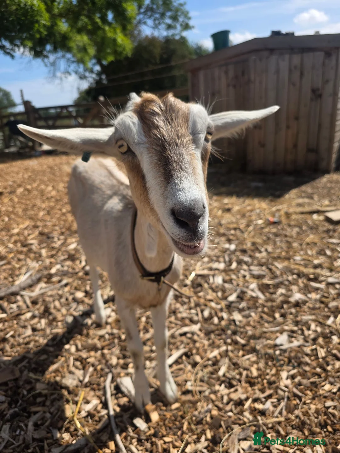 Goats livestock for sale: Nubian dairy does - Advert 1