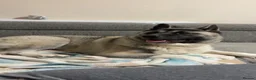 Akita dogs for sale: Kira the akita - Advert 5